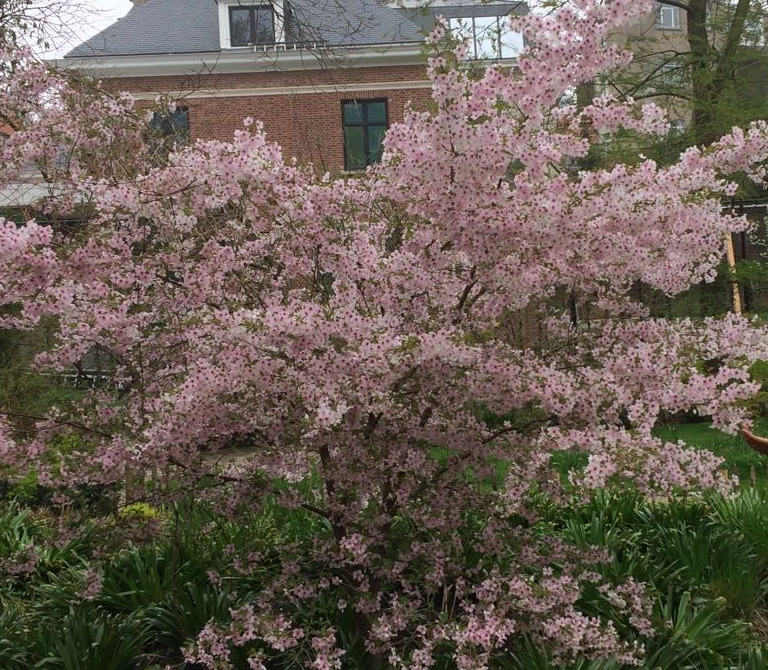 Nature Music and Harmony