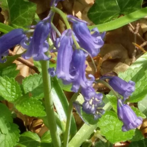 Bluebells