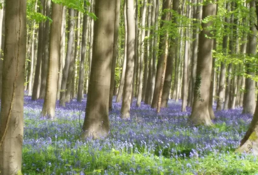Bluebell Carpet Woods - Hallerbos