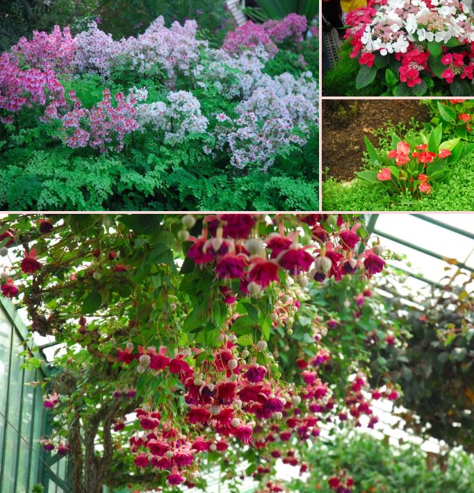 Royal Greenhouses in the Castle of Laeken