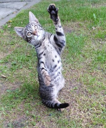 cheerfulness and Serenity