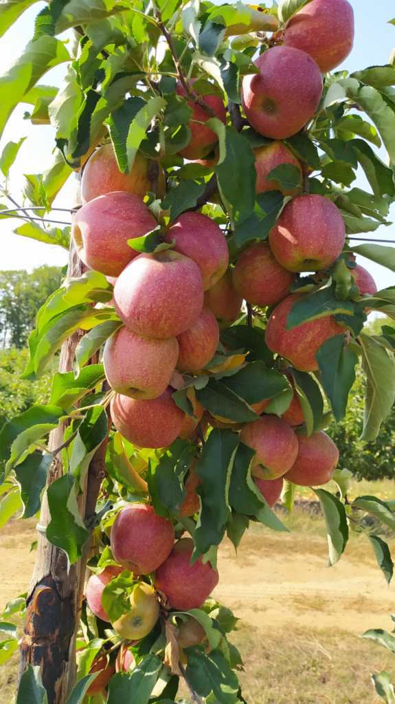 This image has an empty alt attribute; its file name is summer-bounty.jpg